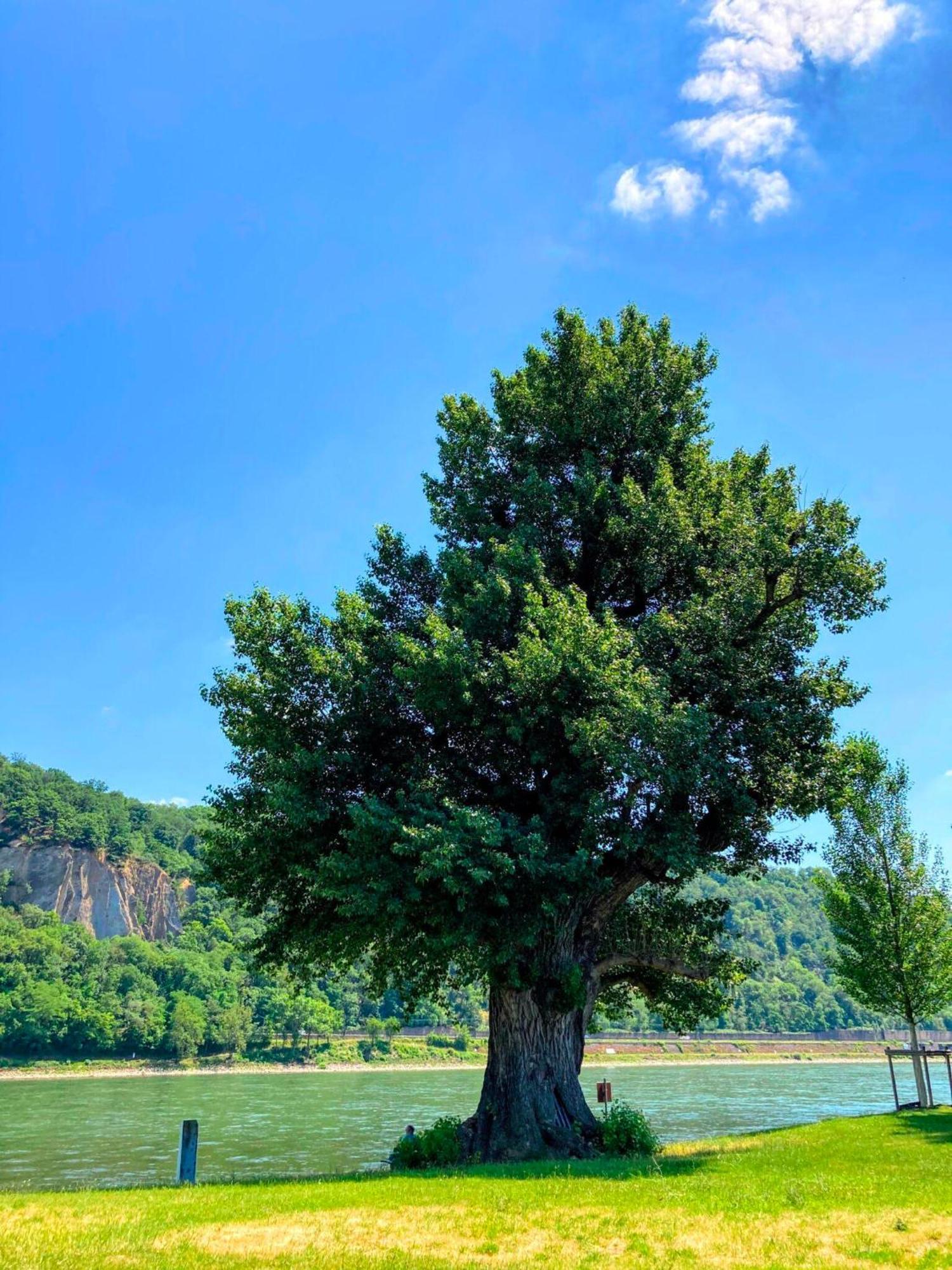 Gemuetliche Rheinblick Residenz Apartment โคเบลนซ์ ภายนอก รูปภาพ